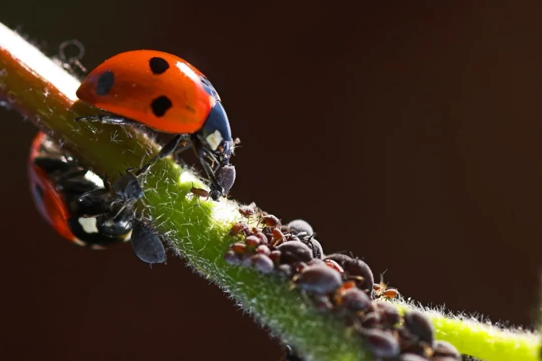 Where are black aphids found?, Summer Feeding