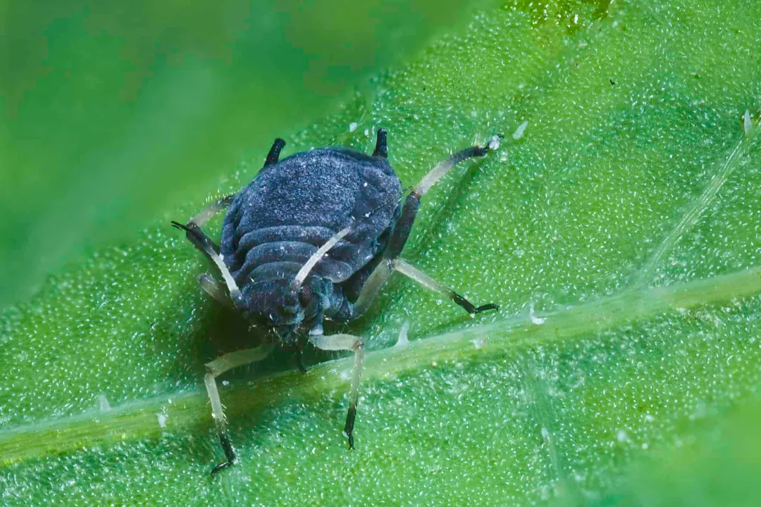 Where are black aphids found?, Migration Patterns
