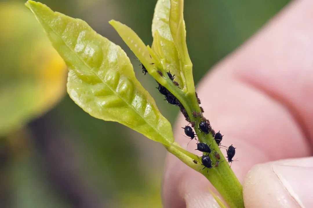 Where are black aphids found?