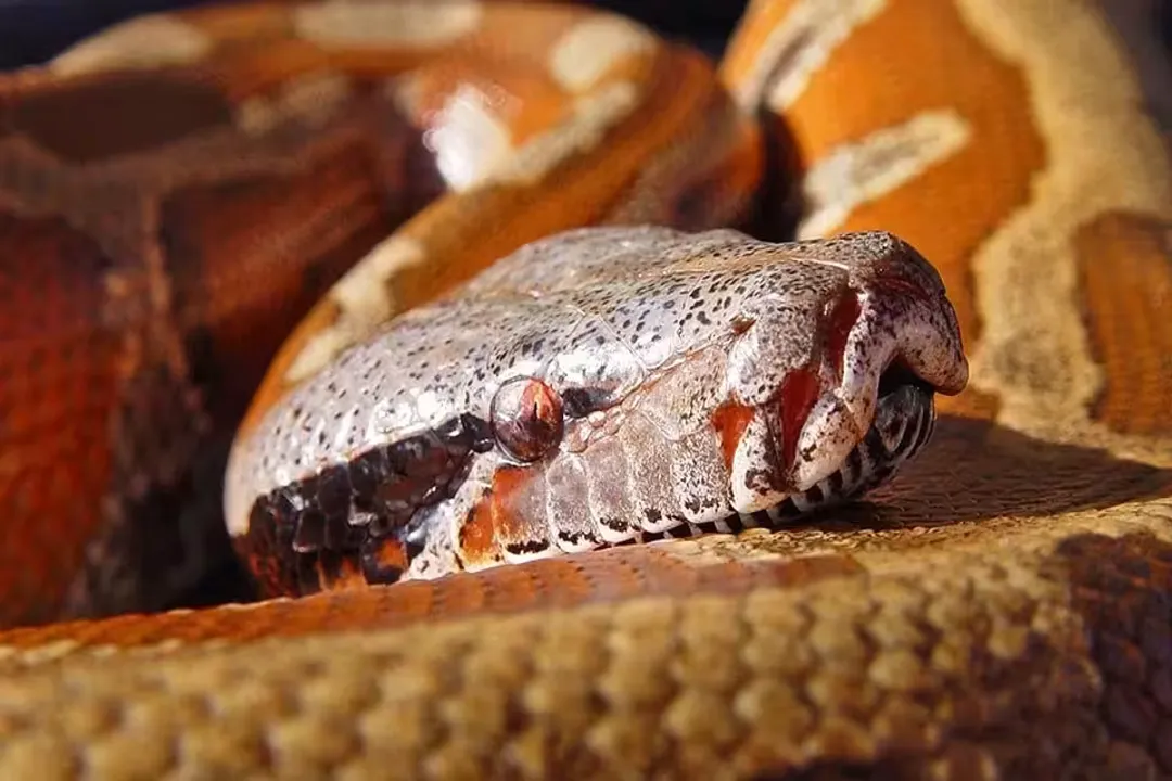 Where are blood pythons found?, Species Geography