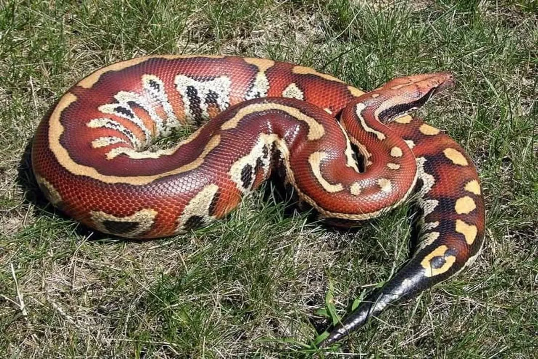 Where are blood pythons found?, Species Comparison and Range Nuance