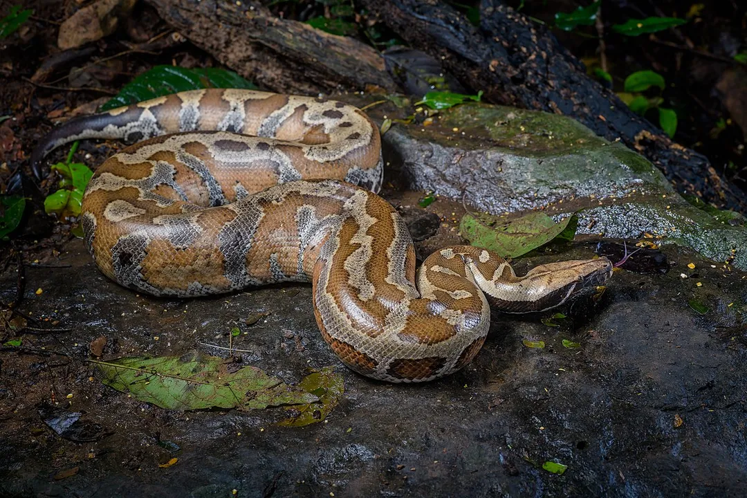 Where are blood pythons found?