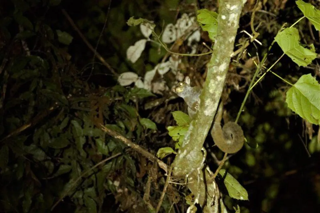 Where are bush babies located?, Lesser Range