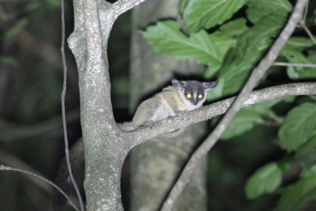 Where are bush babies located?, Environment Types