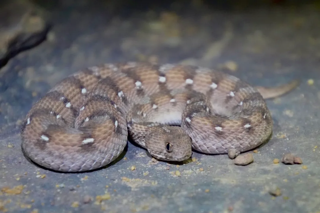 Where are Carpet Vipers found?