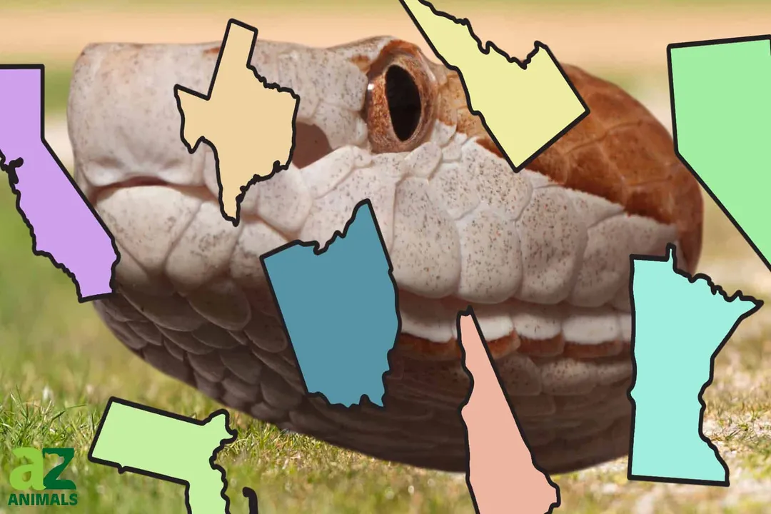 Where are copperheads found in the US?, Terrain Specificity