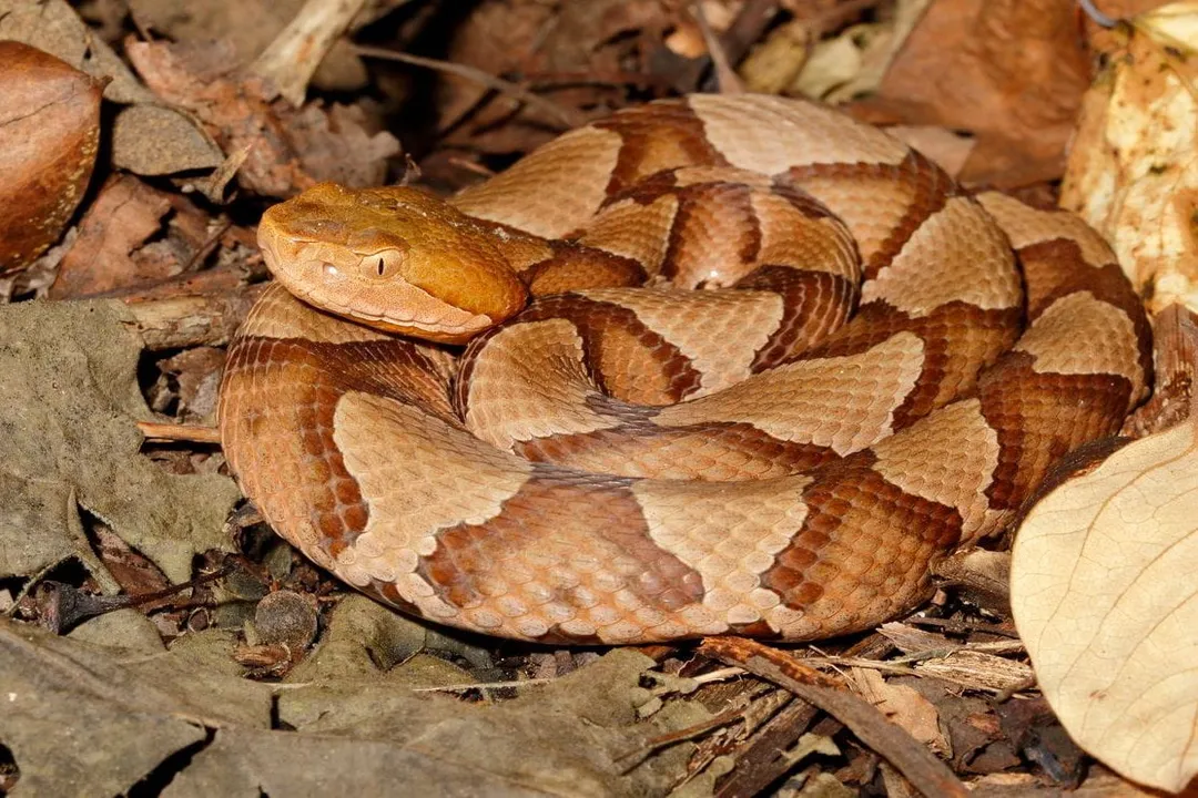 Where are copperheads found in the US?, Range Overview