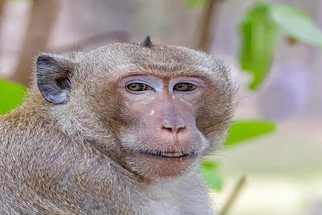 Where are crab-eating macaques located?, Island Distribution