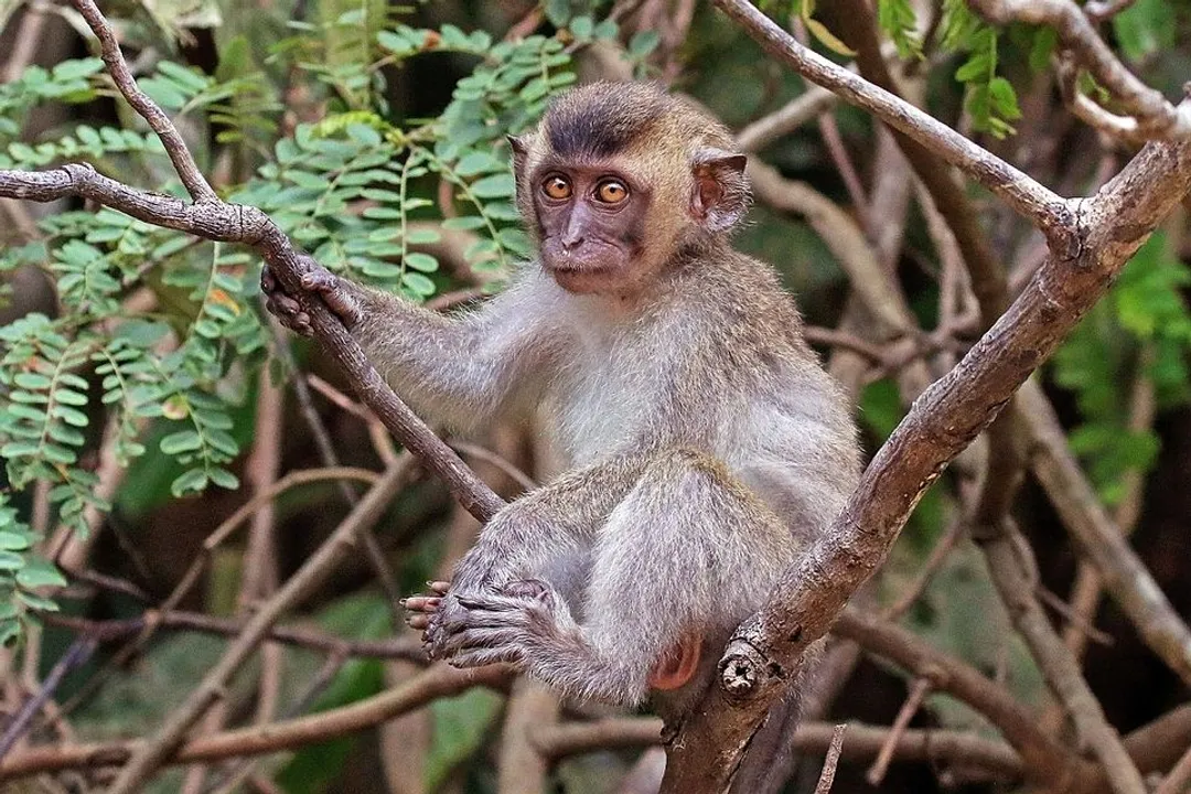 Where are crab-eating macaques located?