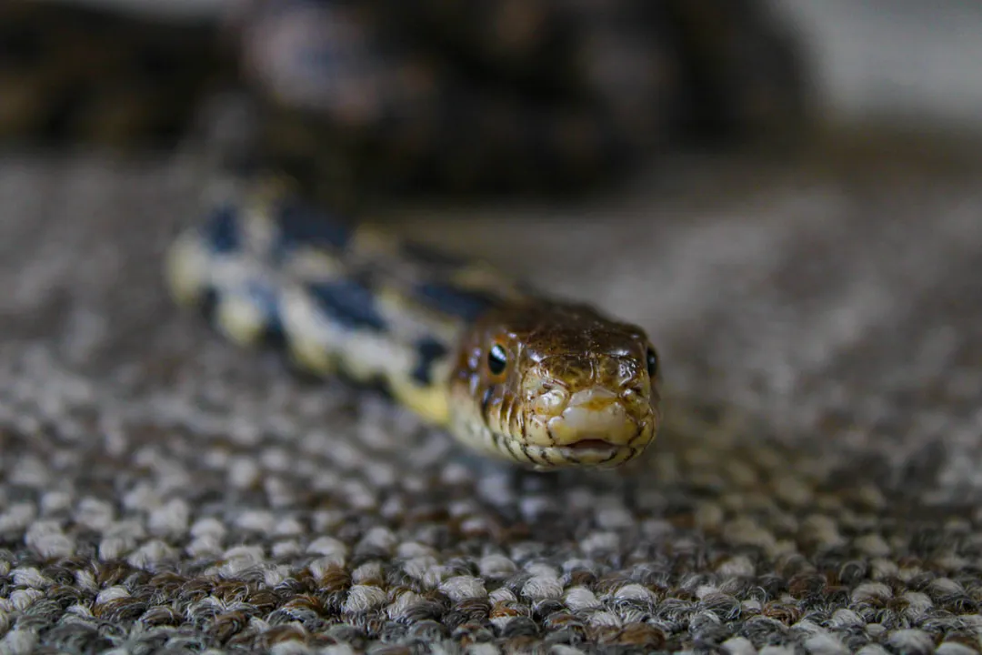 Where are fox snakes found?