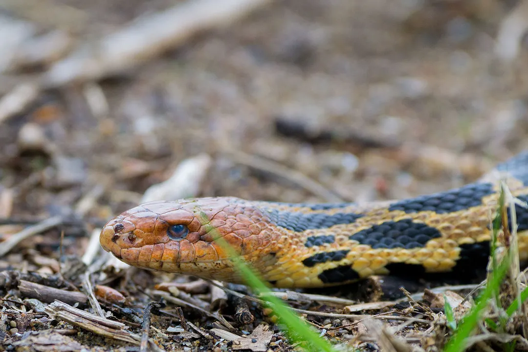 Where are fox snakes found?, Species Geography