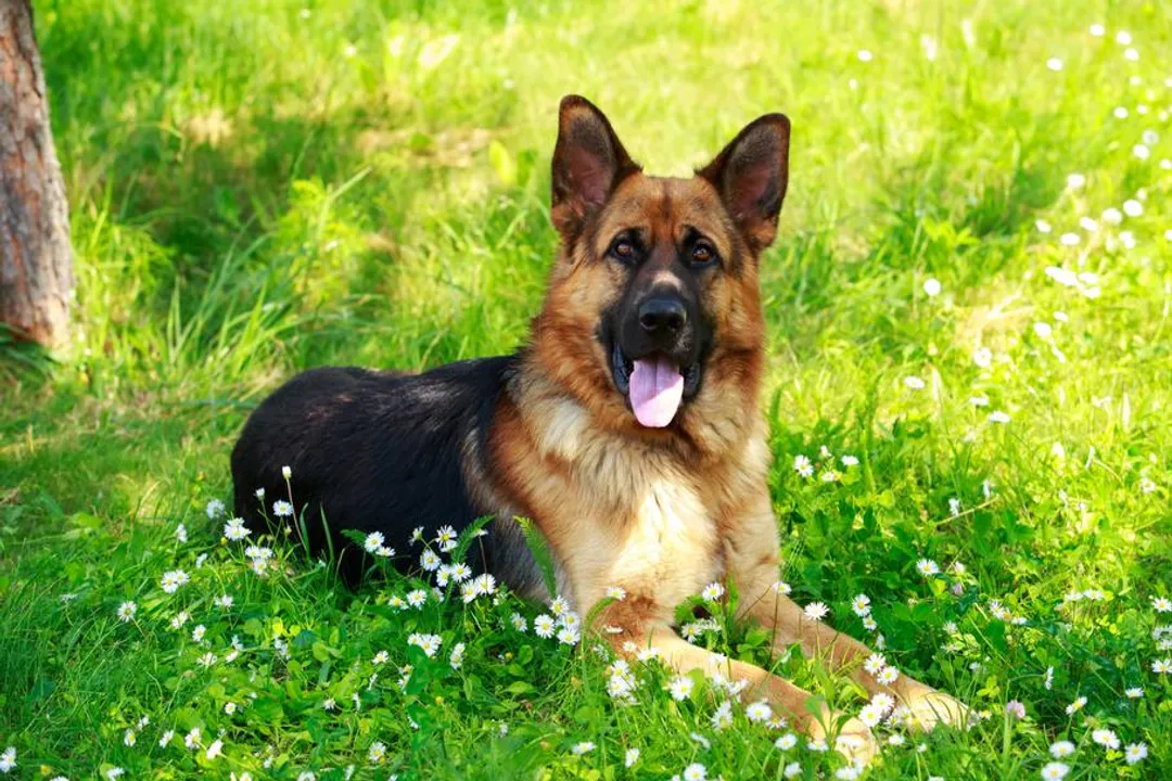 Where are German Shepherds found?, German Roots