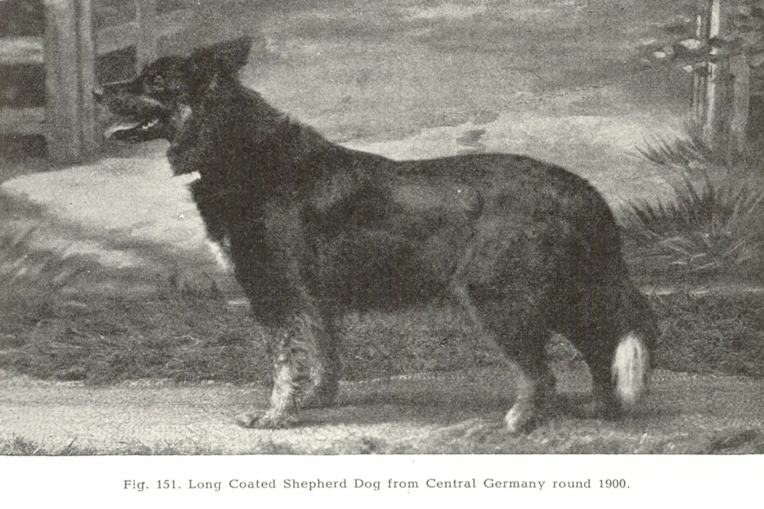 Where are German Shepherds found?, Name Shift