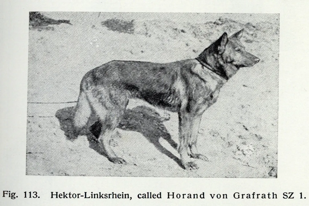Where are German Shepherds found?