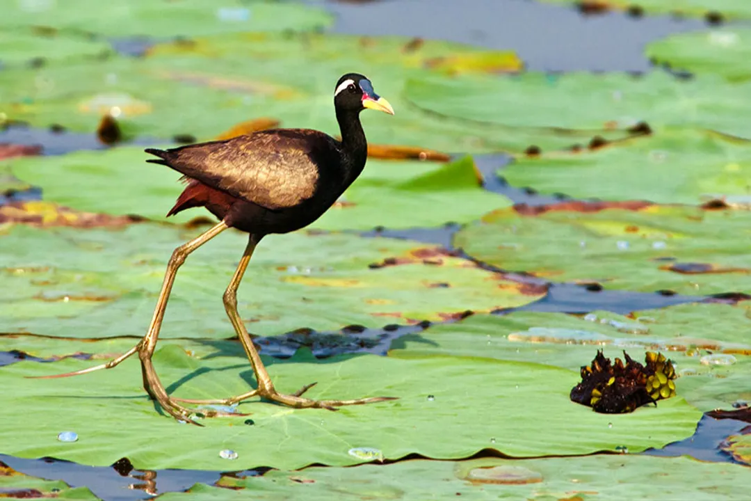 Where are jacana found?