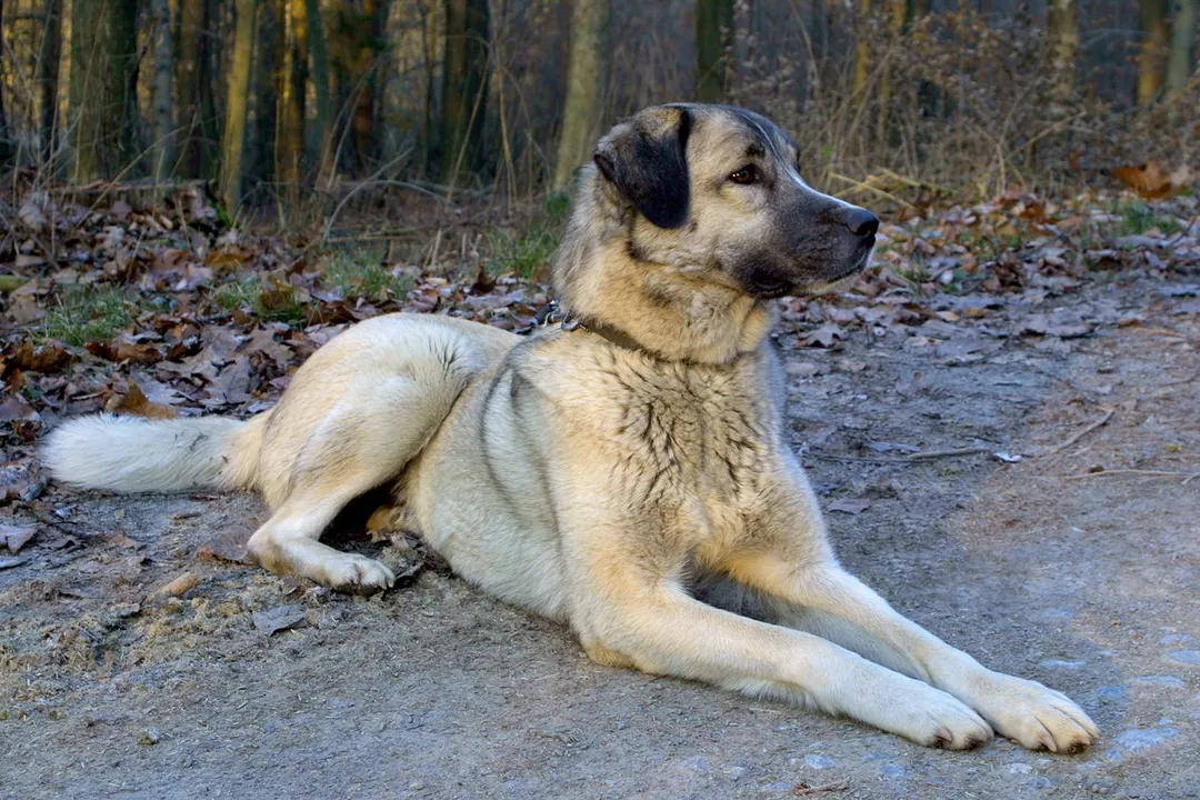 Where are Kangal dogs found?