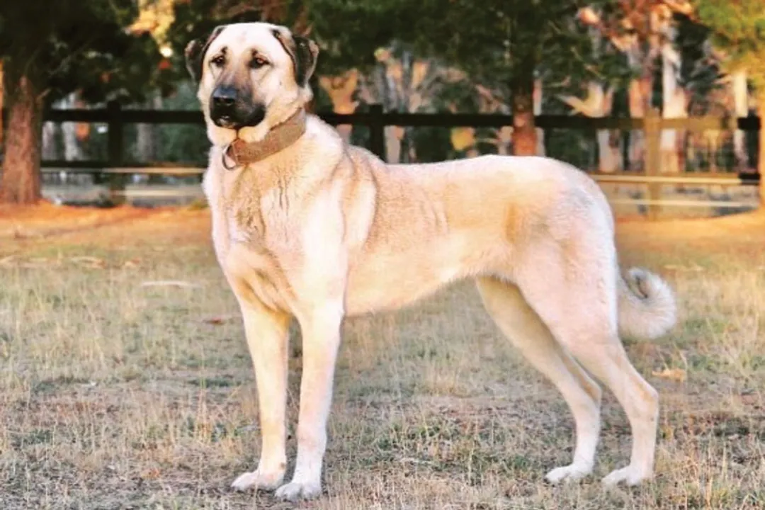Where are Kangal dogs found?, International Presence
