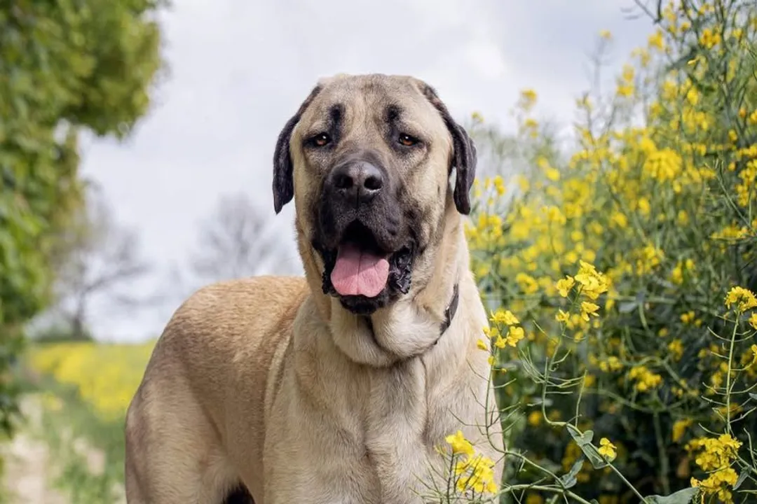 Where are Kangal dogs found?, Turkish Origin