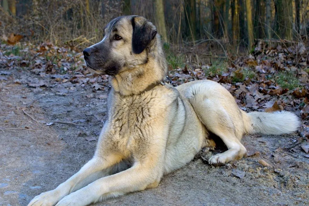 Where are Kangal dogs found?, Geographical Importance for Breed Purity