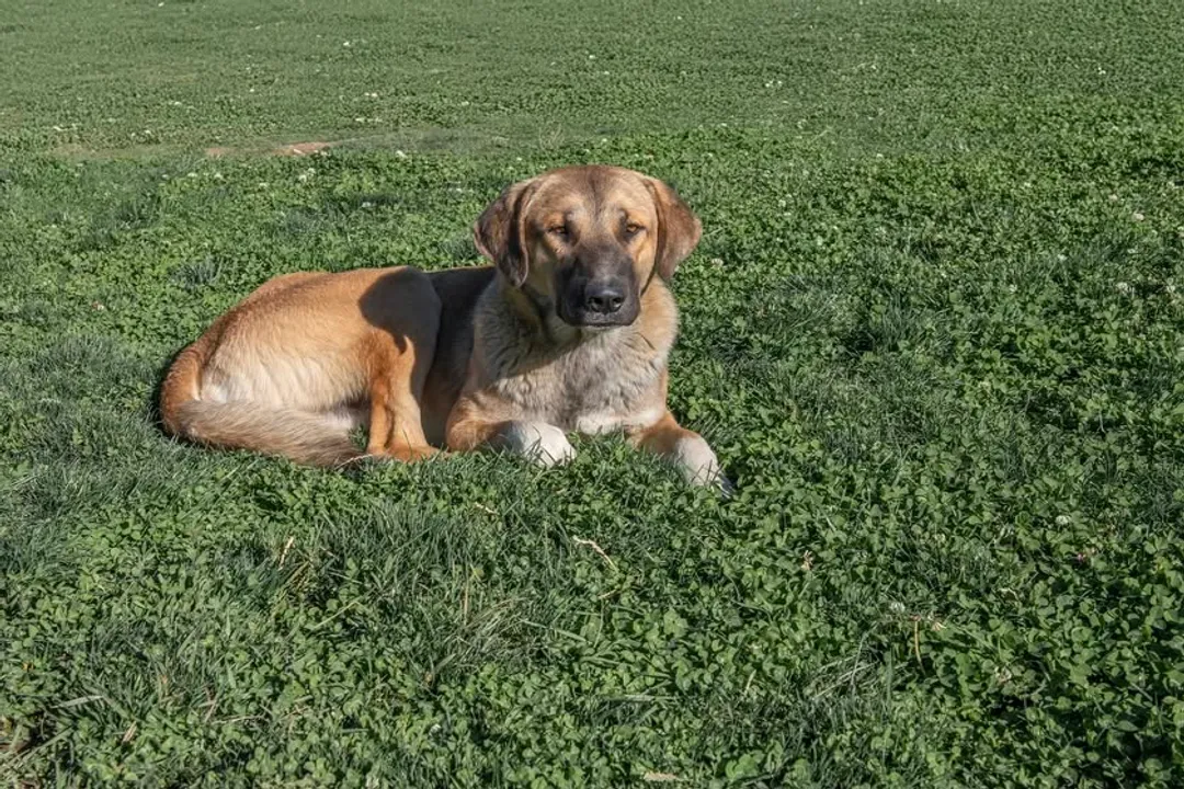 Where are Kangal dogs found?, Strength Claims