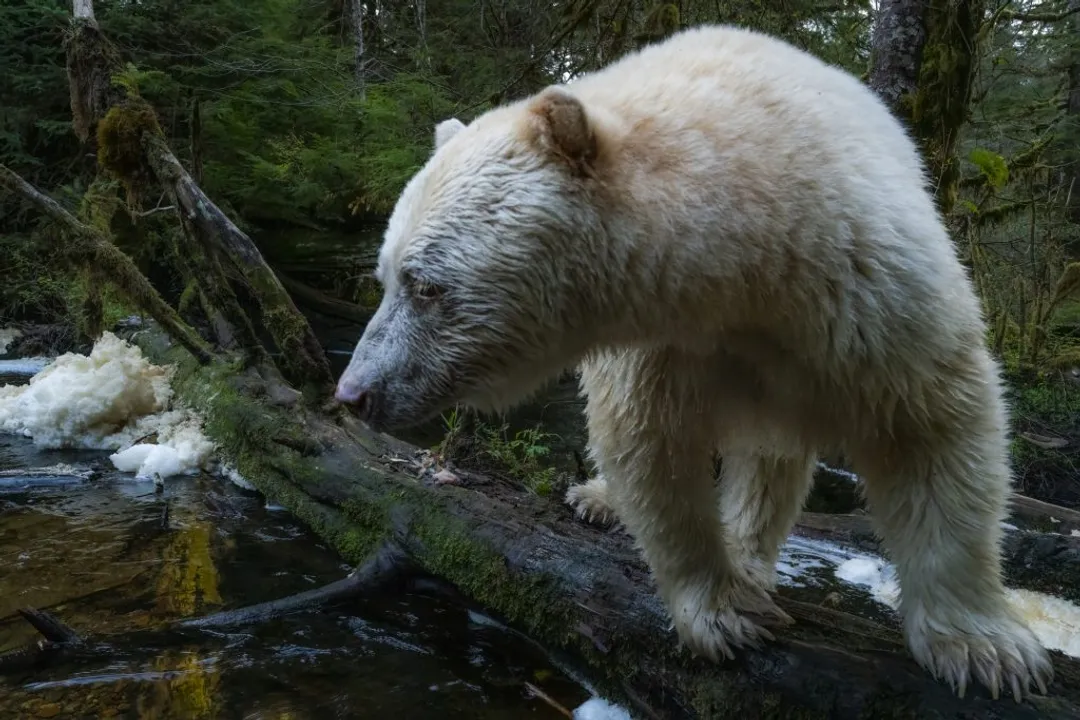 Where are Kermode bears found?, Geographic Range