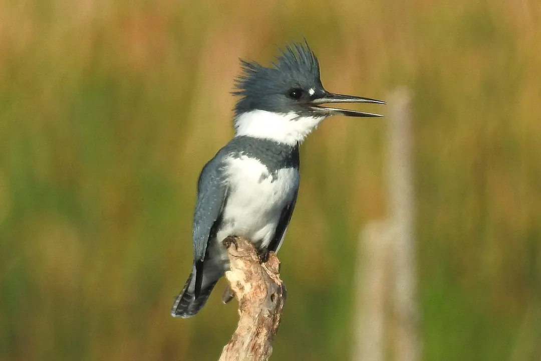 Where are kingfishers found in the US?, Key Habitat Needs