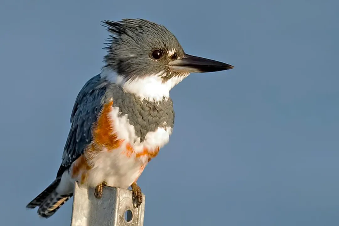 Where are kingfishers found in the US?, Continental Presence