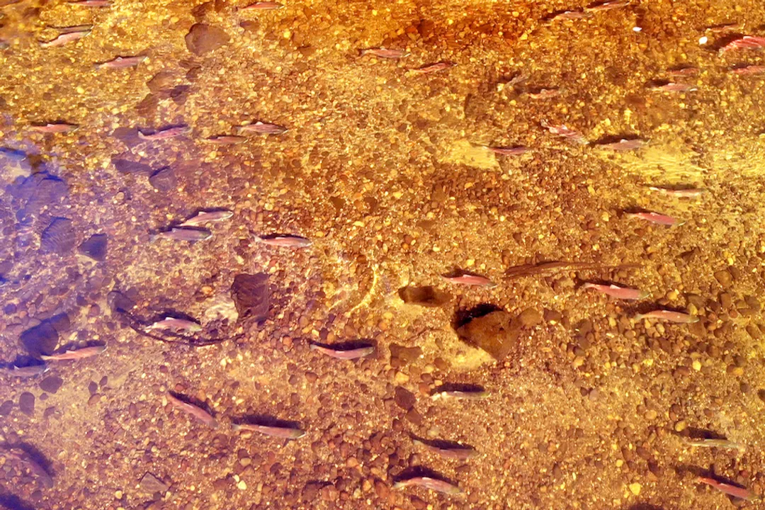 Where are Kokanee salmon found?, Established Systems