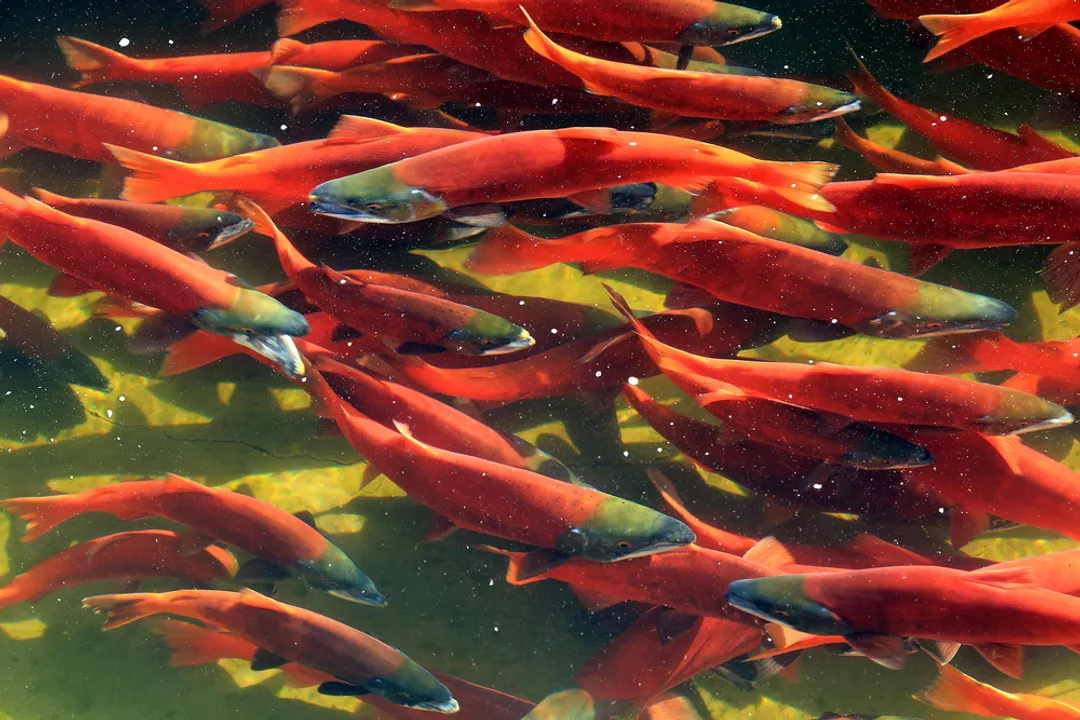 Where are Kokanee salmon found?