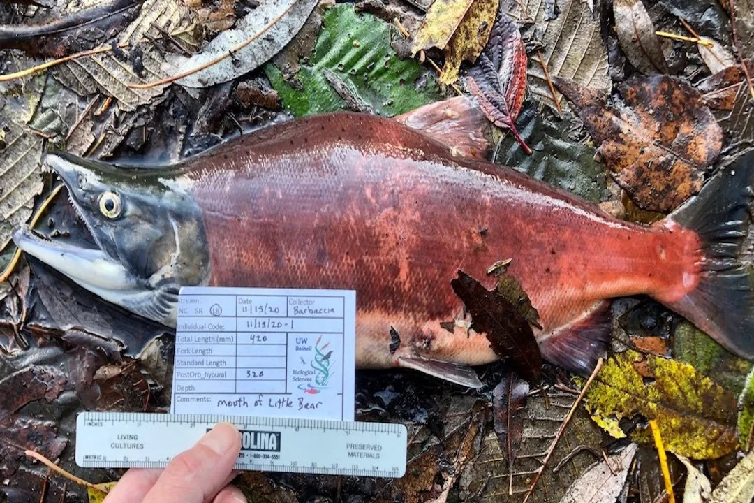 Where are Kokanee salmon found?, Habitat Needs