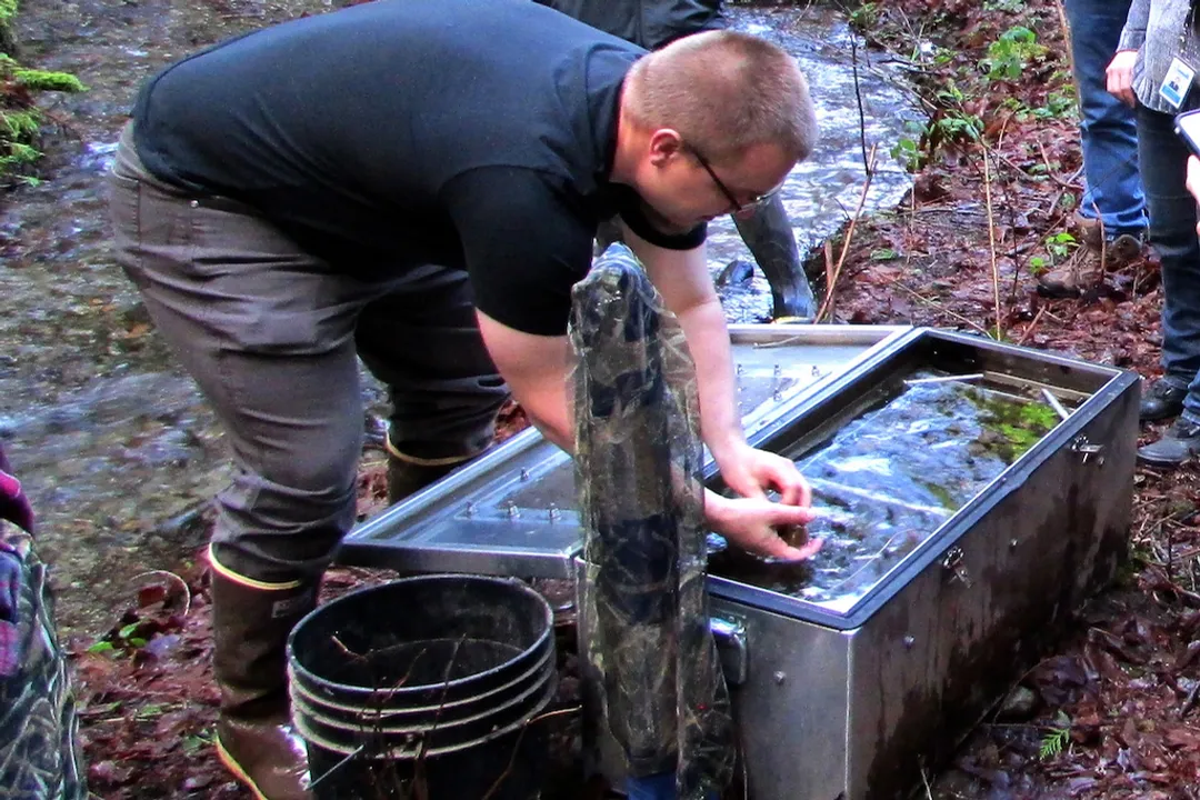 Where are Kokanee salmon found?, Western Distribution