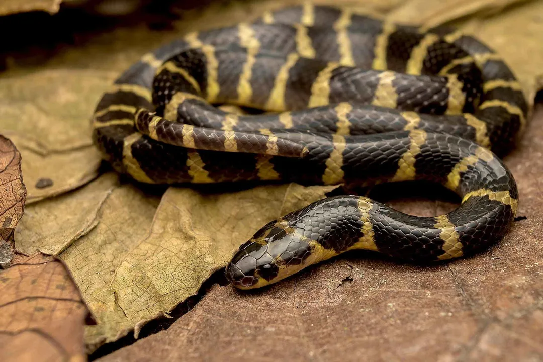 Where are krait snakes found?, Marine Territories