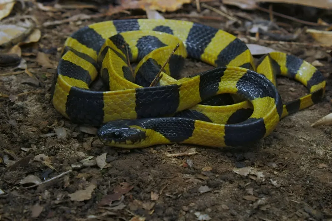 Where are krait snakes found?, South Asia Dominance