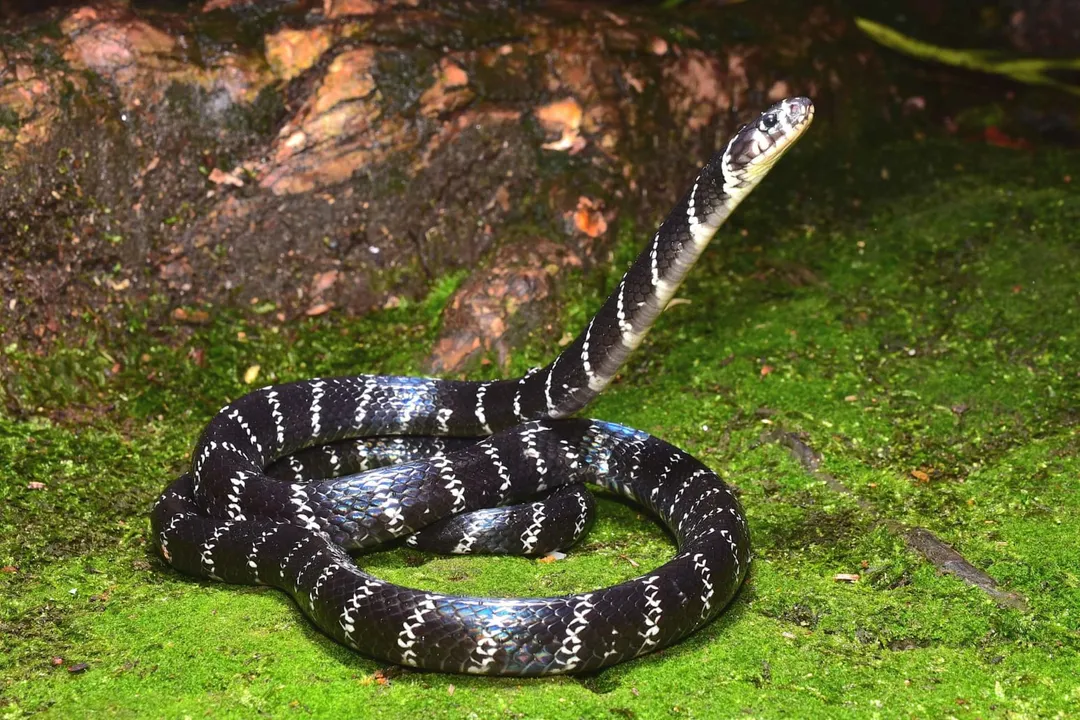 Where are krait snakes found?, Southeast Asian Spread