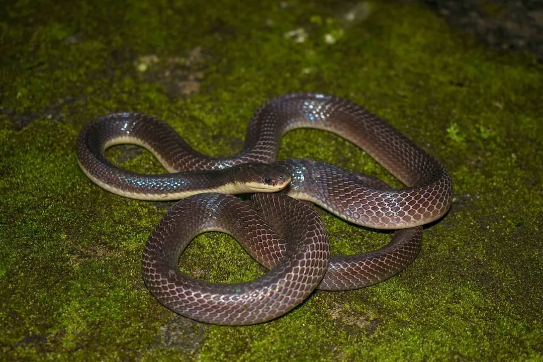 Where are krait snakes found?