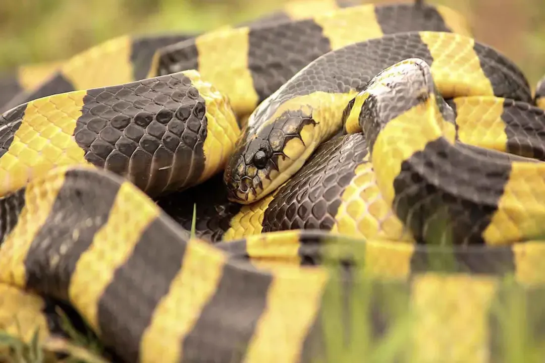 Where are krait snakes found?, Habitat Niches