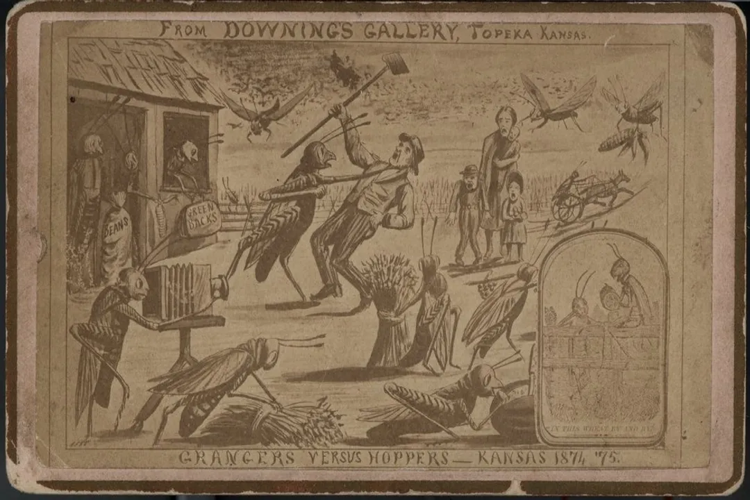 Where are locusts found in the US?