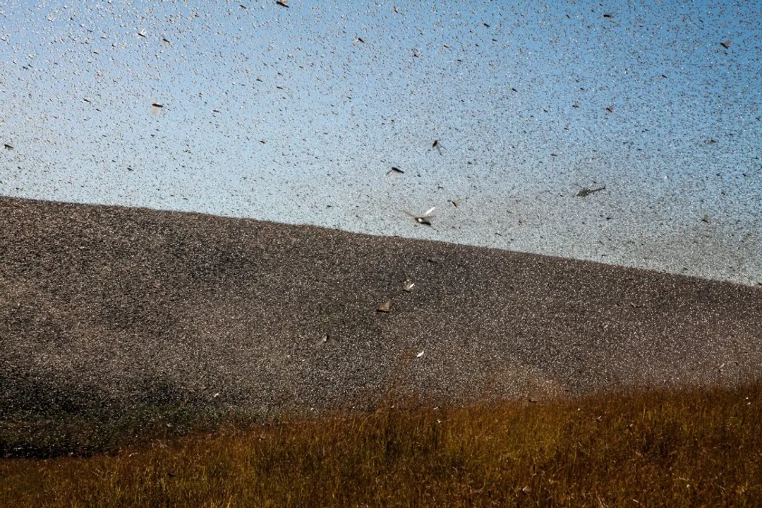 Where are locusts found in the US?, Plagues Past