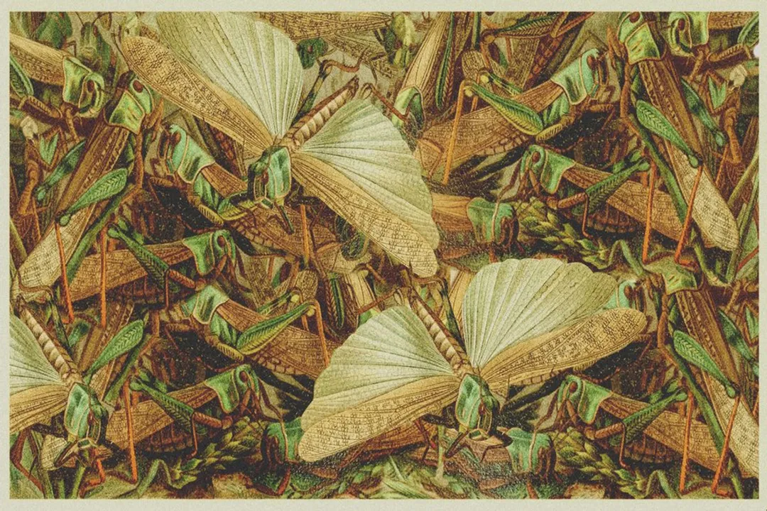 Where are locusts found in the US?, Western Range