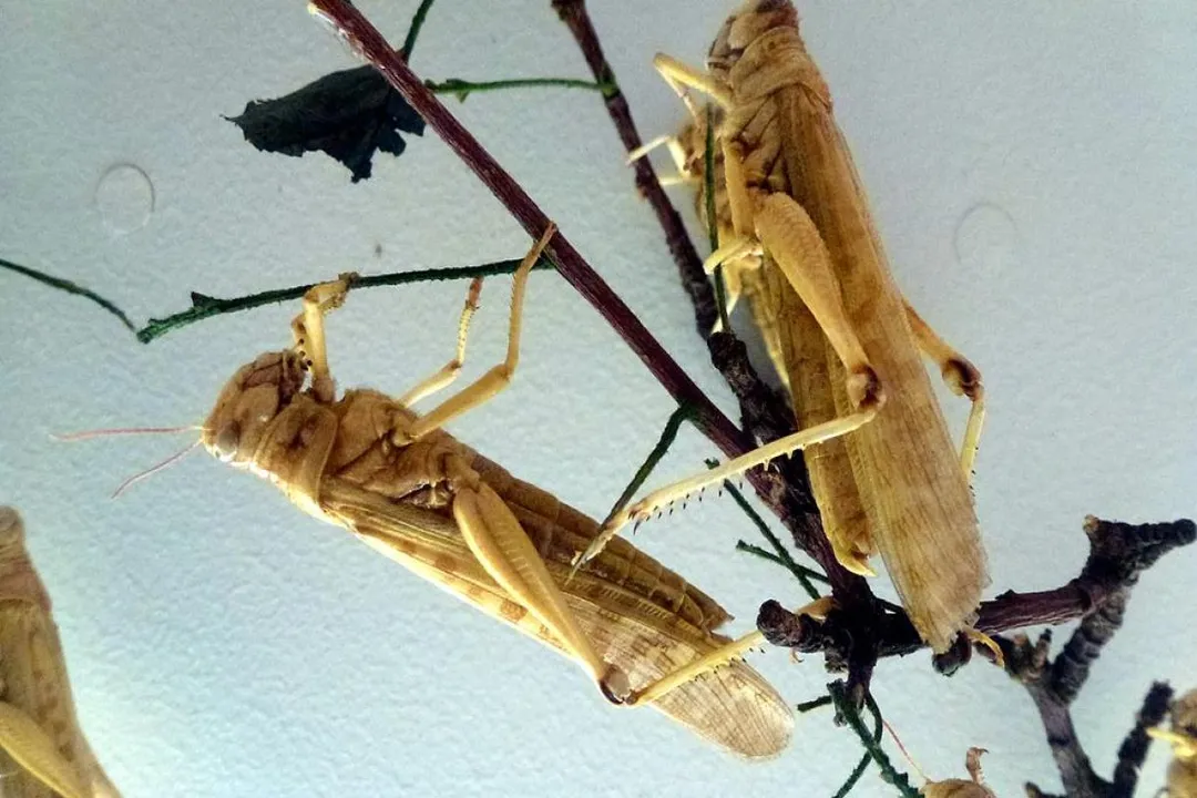Where are locusts in the world?, Desert Range Zones