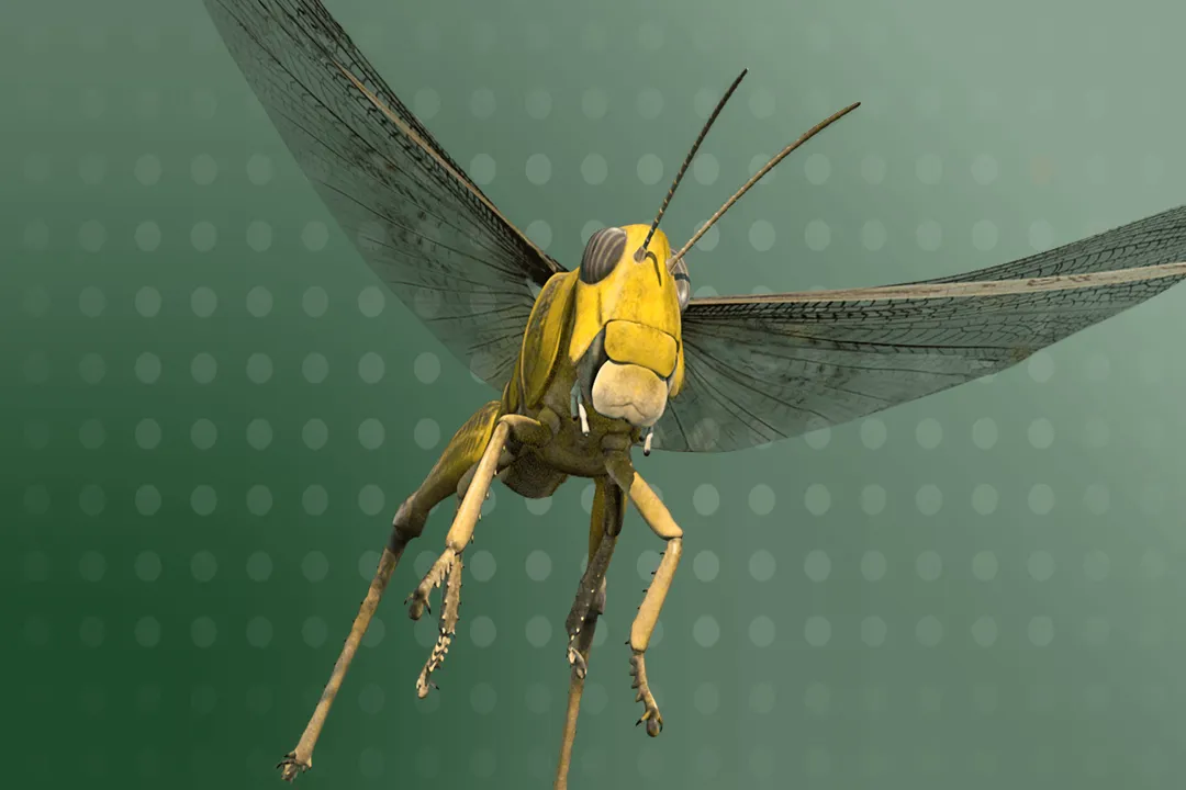 Where are locusts in the world?, African Hotspots