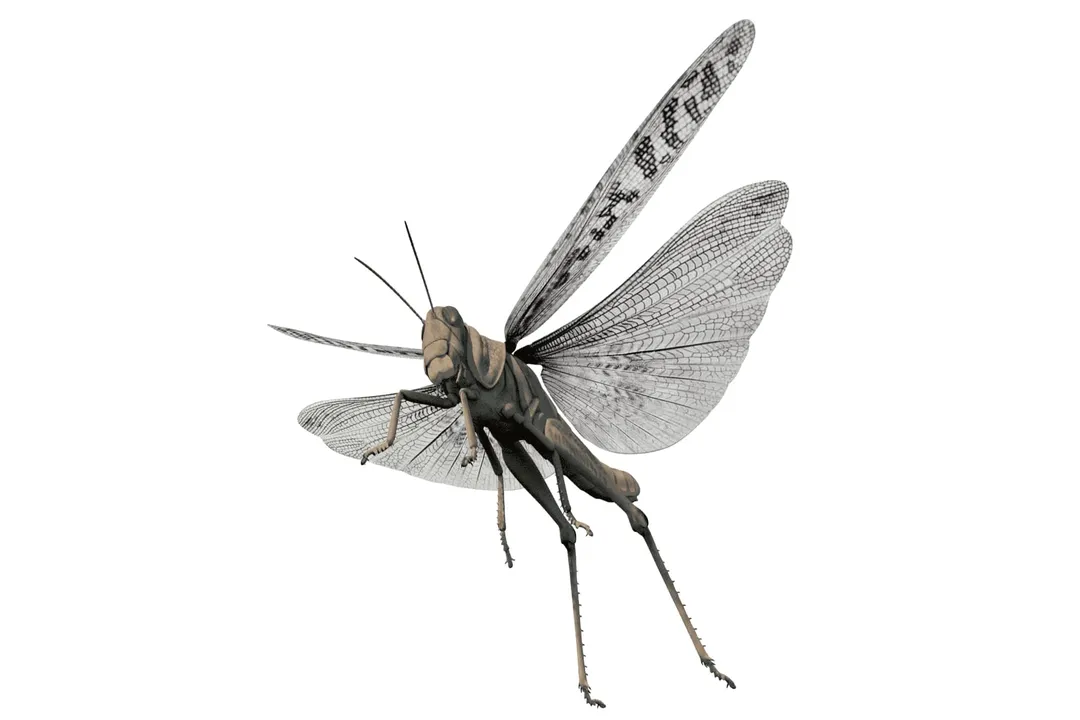 Where are locusts in the world?, Global Presence