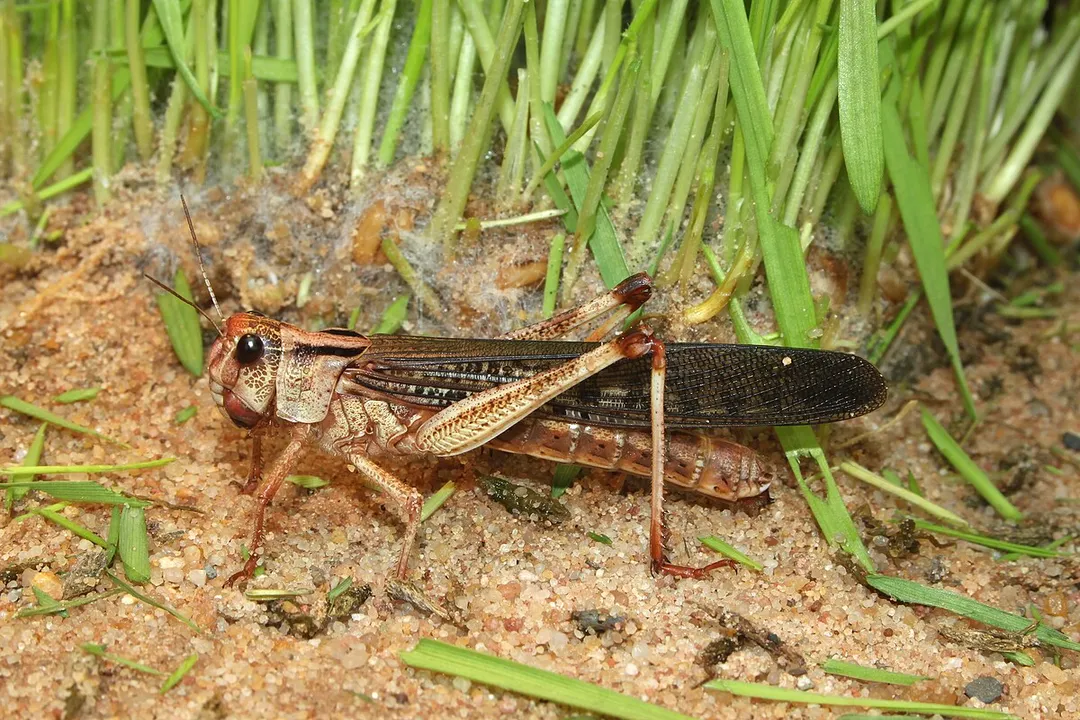 Where are locusts in the world?