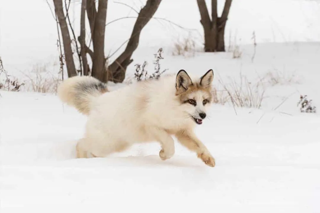 Where are marble foxes?