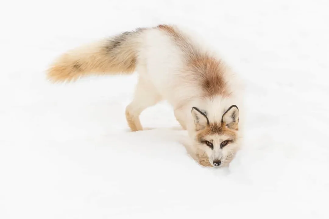 Where are marble foxes?, Domestic Environments