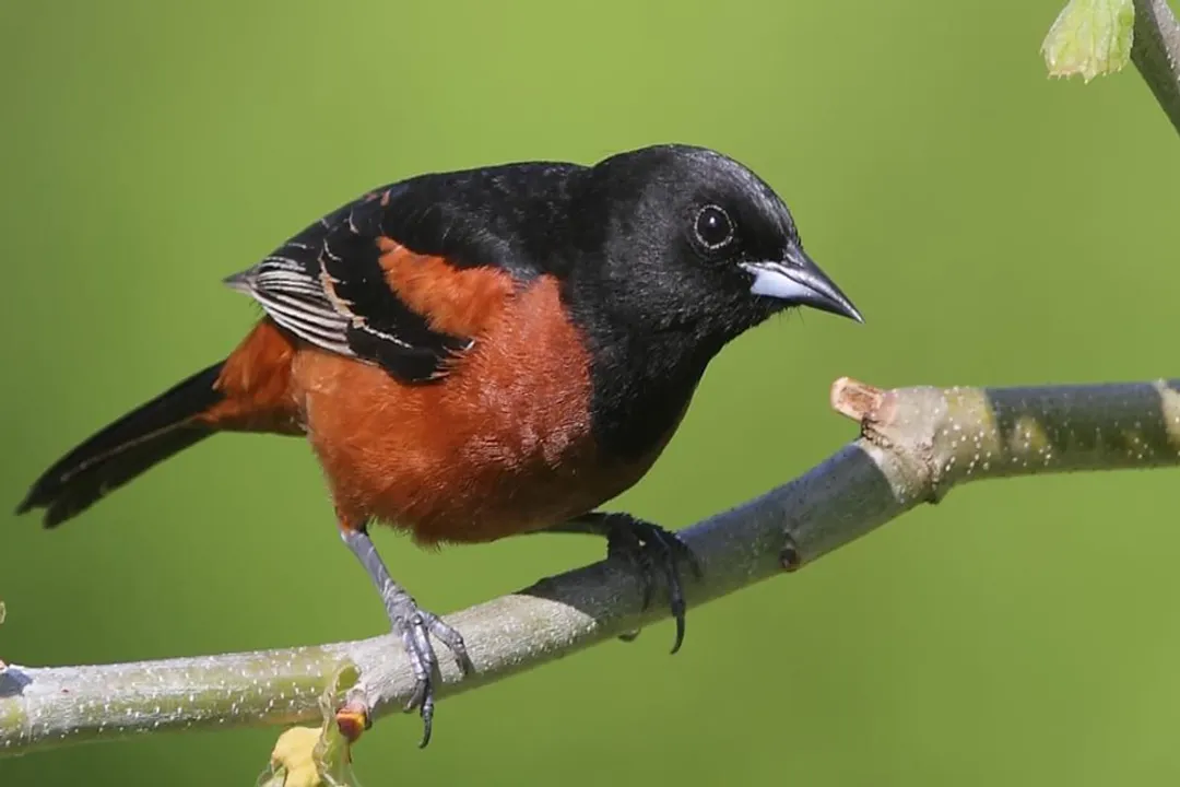 Where are orchard orioles found?