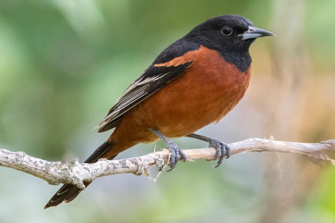 Where are orchard orioles found?, Migration Timing