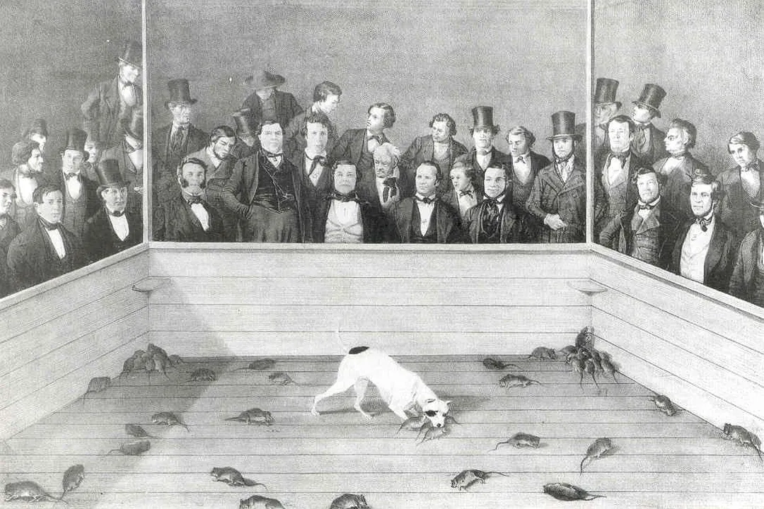 Where are Pitbulls found?, Historical Spread