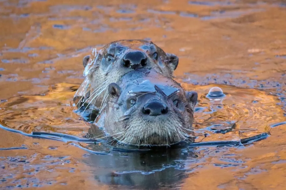 Where are river otters found in the USA?, Subspecies Variation