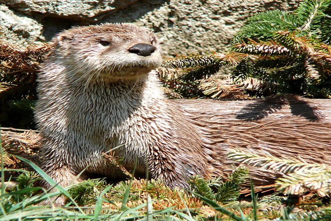 Where are river otters found in the USA?, General Range